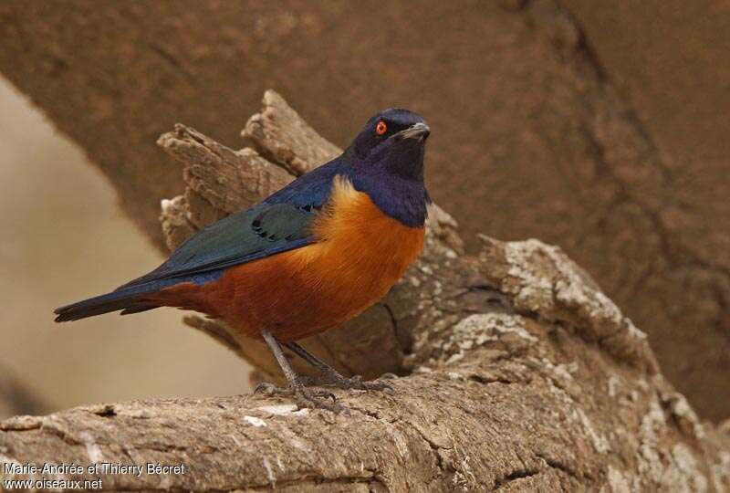 Hildebrandt's Starlingadult