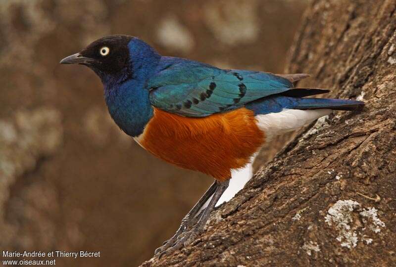 Superb Starlingadult, identification