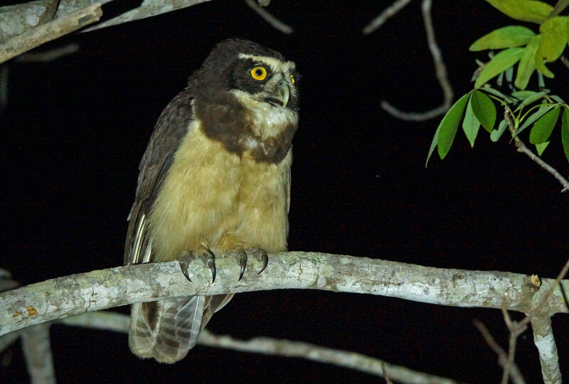 Spectacled Owl