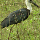 Cigogne épiscopale