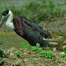 Cigogne épiscopale
