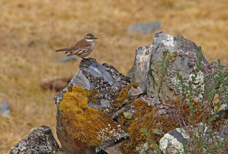 Cream-winged Cinclodes
