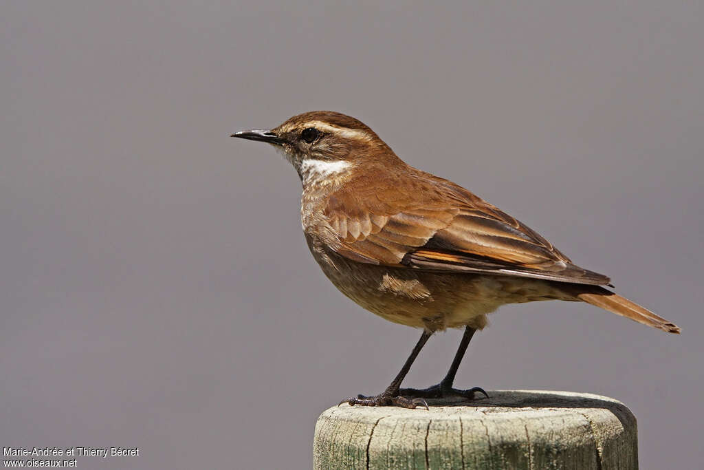 Chestnut-winged Cinclodes