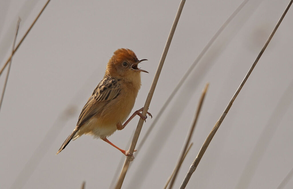 Golden-headed Cisticola