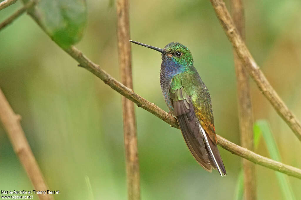 Colibri à queue blancheadulte, identification