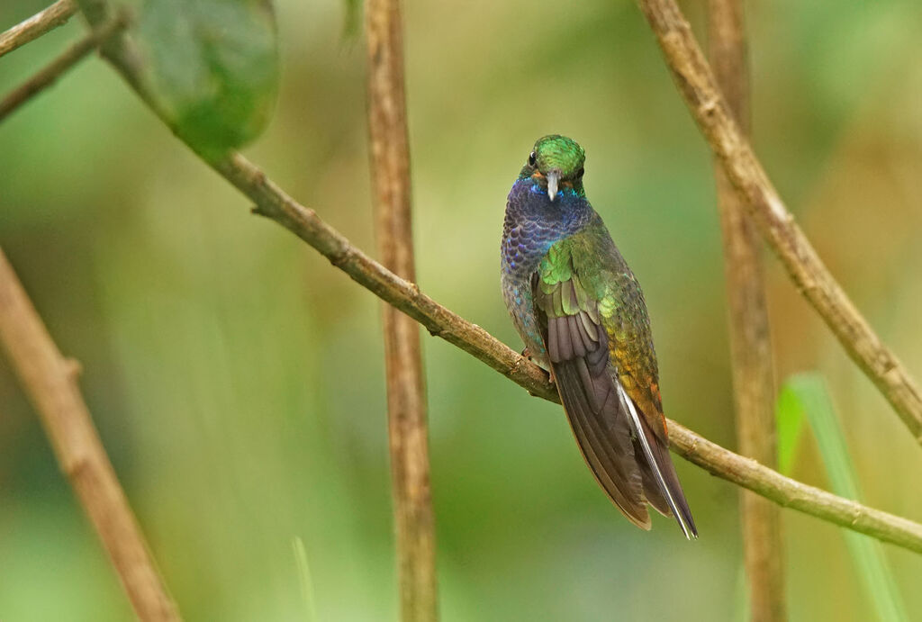 Colibri à queue blancheadulte, pigmentation