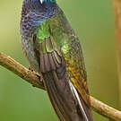 Colibri à queue blanche
