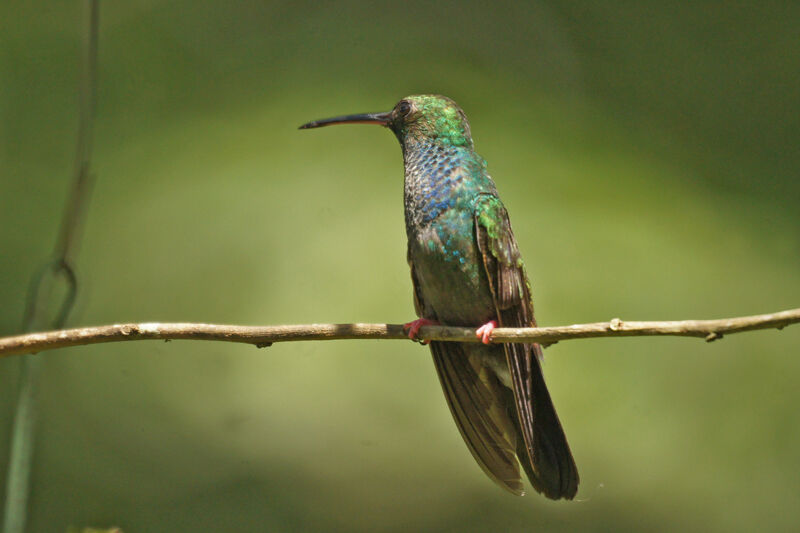 Colibri à queue bronzée