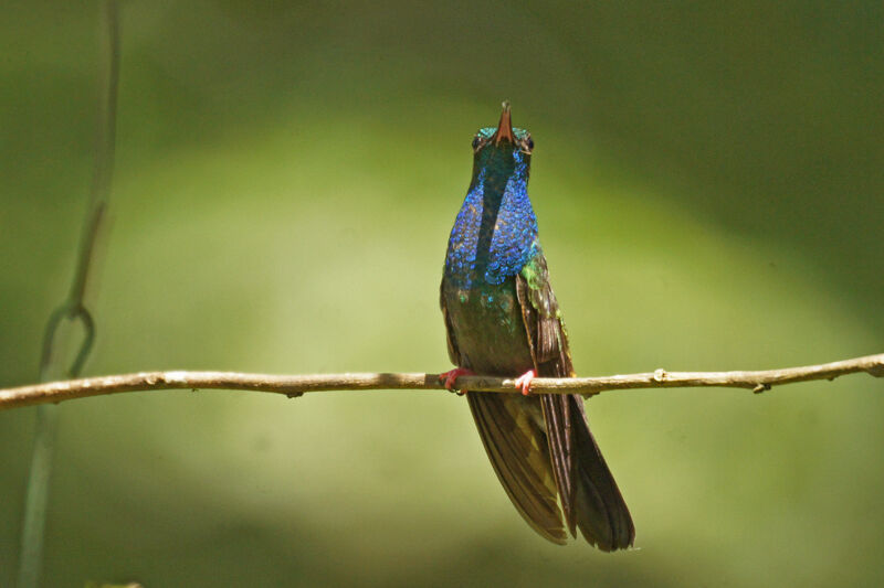 Colibri à queue bronzée