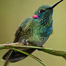 Colibri à ventre blanc
