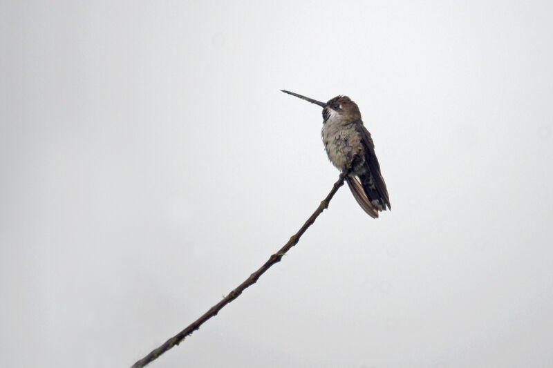 Long-billed Starthroat