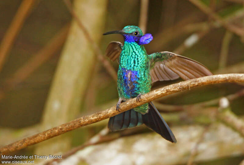 Sparkling Violetear