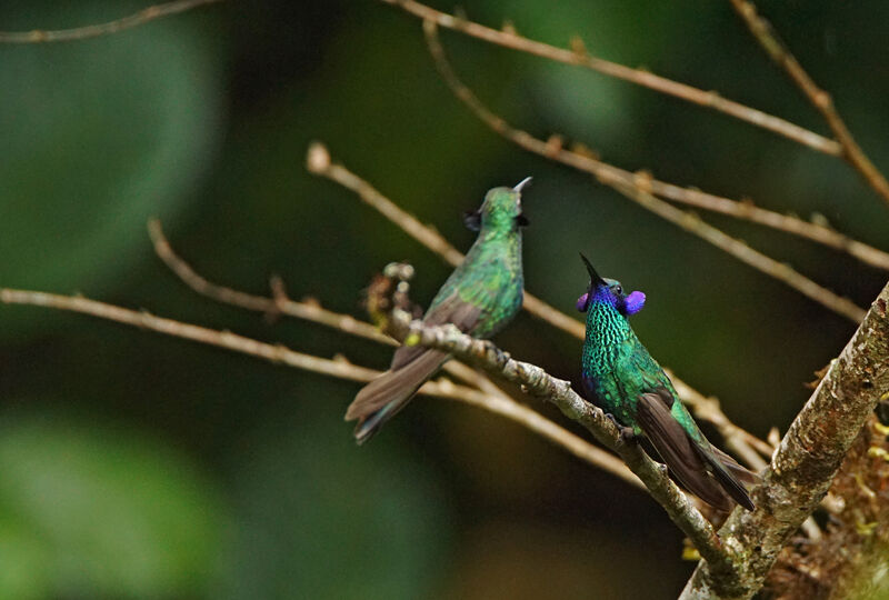 Sparkling Violetear