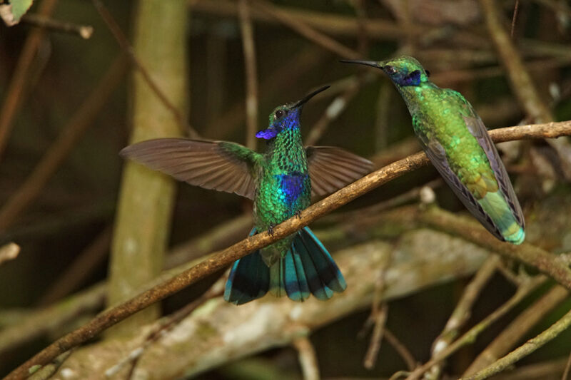 Sparkling Violetear