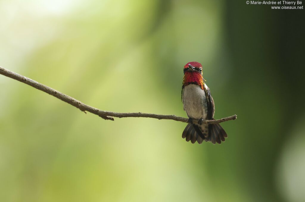 Bee Hummingbird