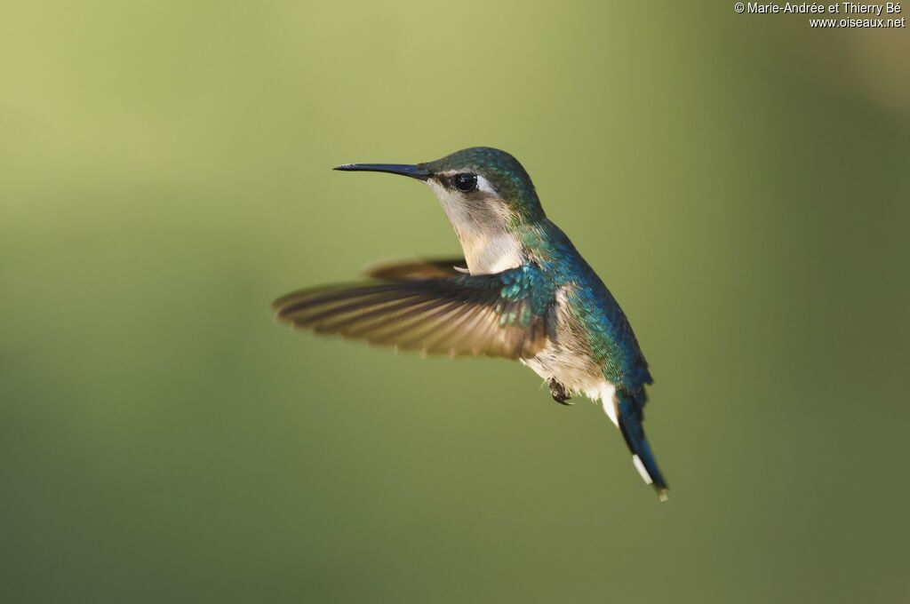 Bee Hummingbird