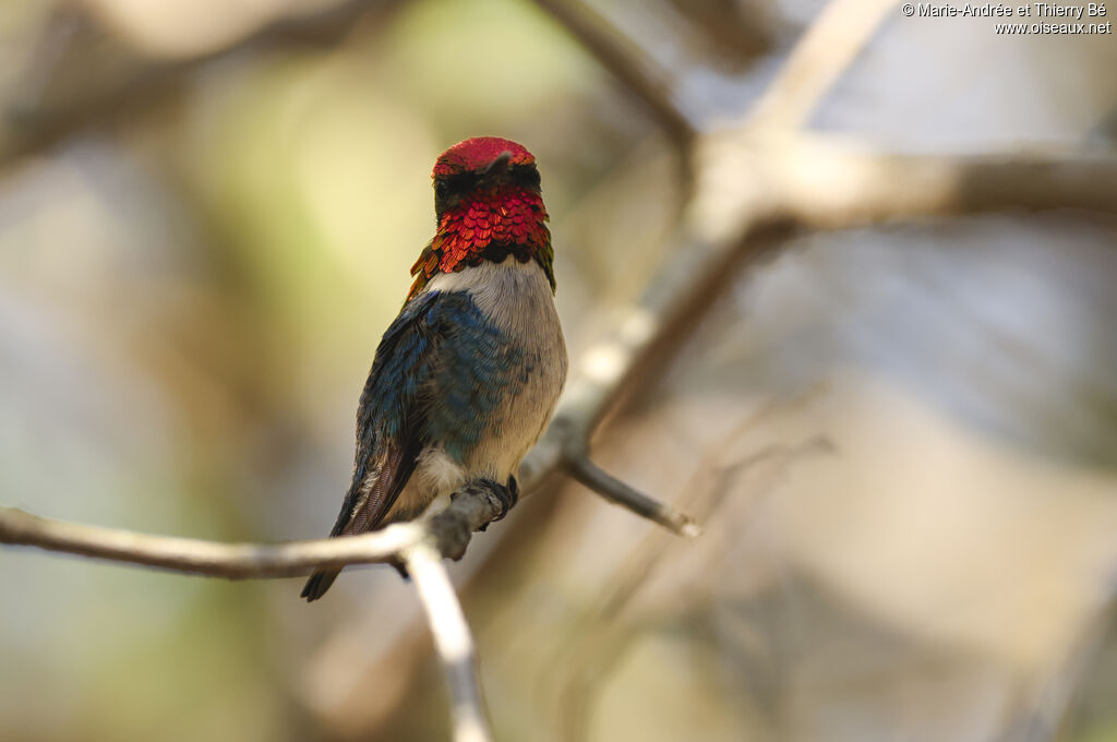 Bee Hummingbird male adult