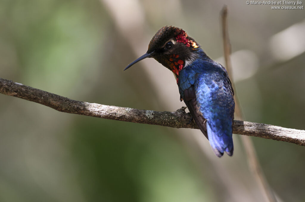 Colibri d'Helen mâle adulte