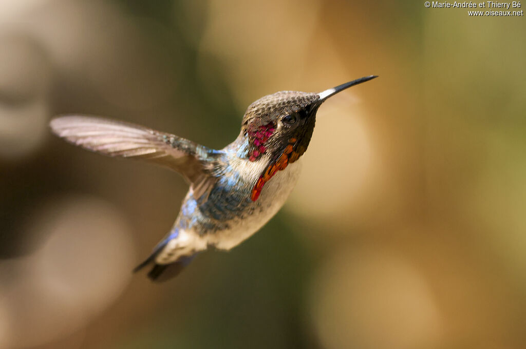 Bee Hummingbird male adult