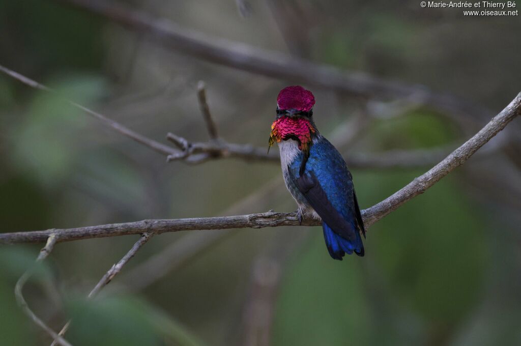 Bee Hummingbird male
