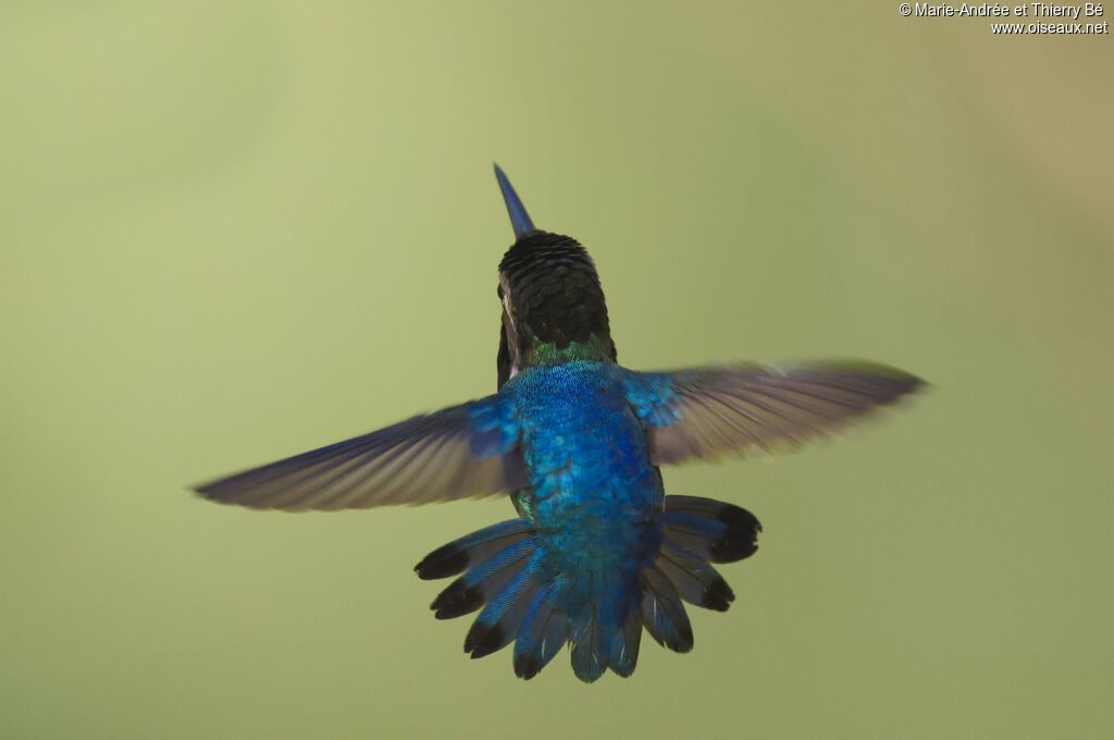 Colibri d'Helen mâle