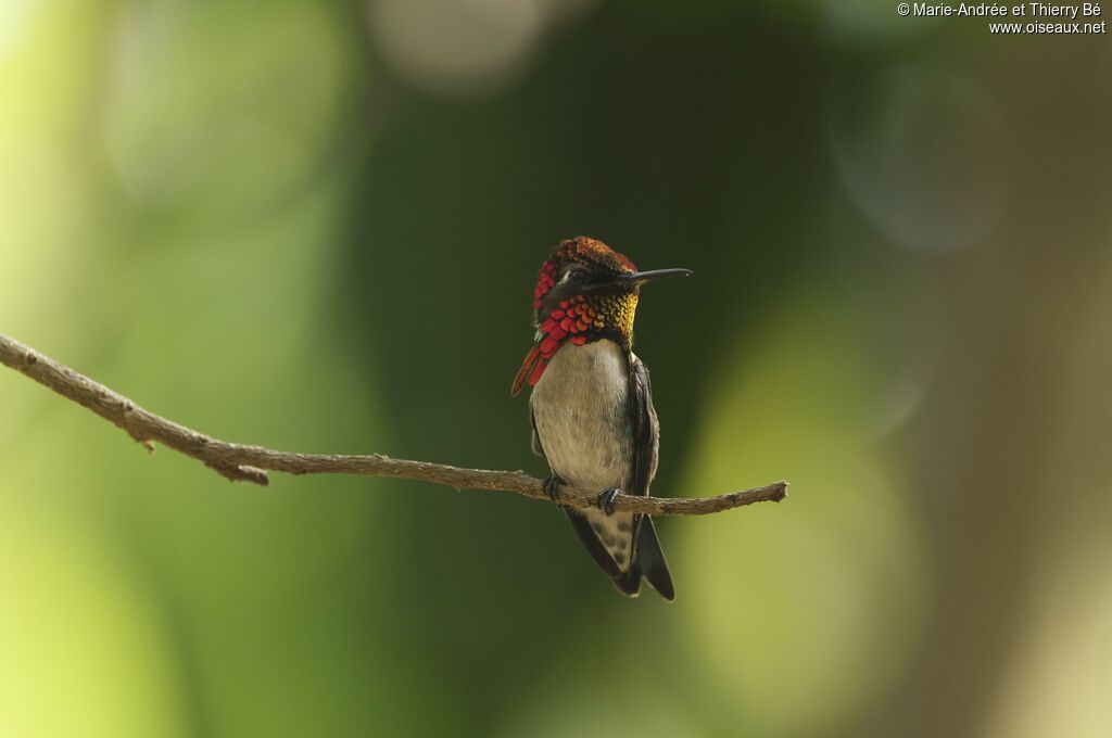 Colibri d'Helen mâle
