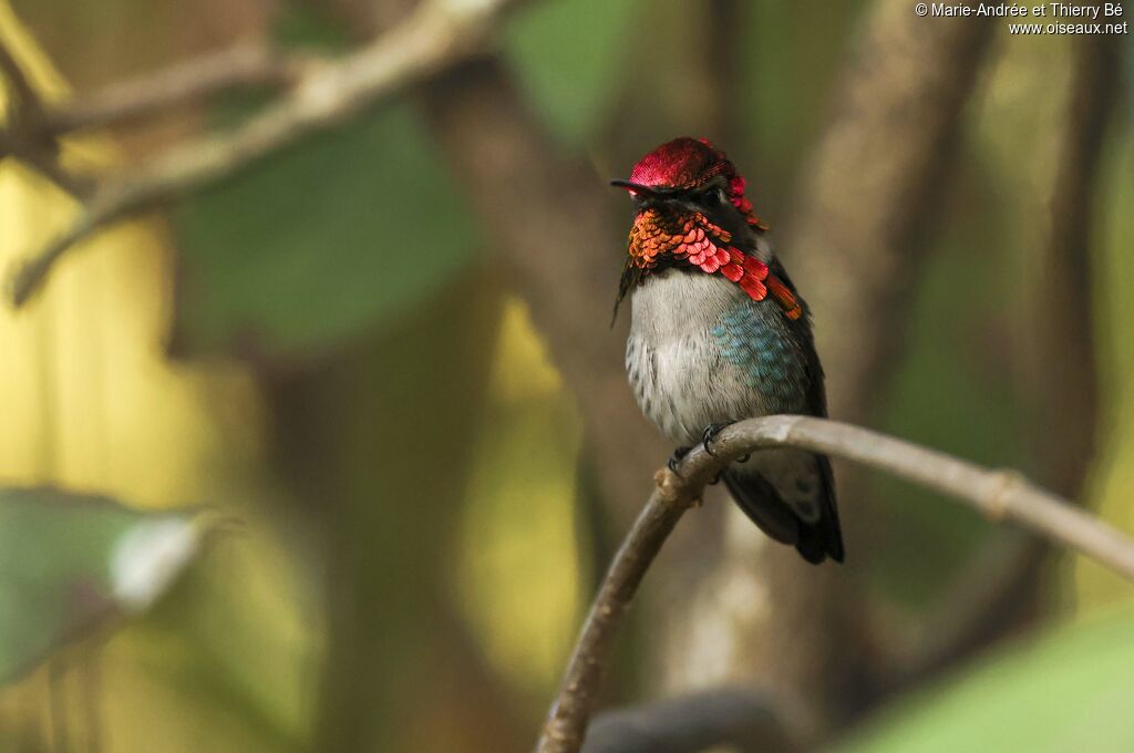 Bee Hummingbird male
