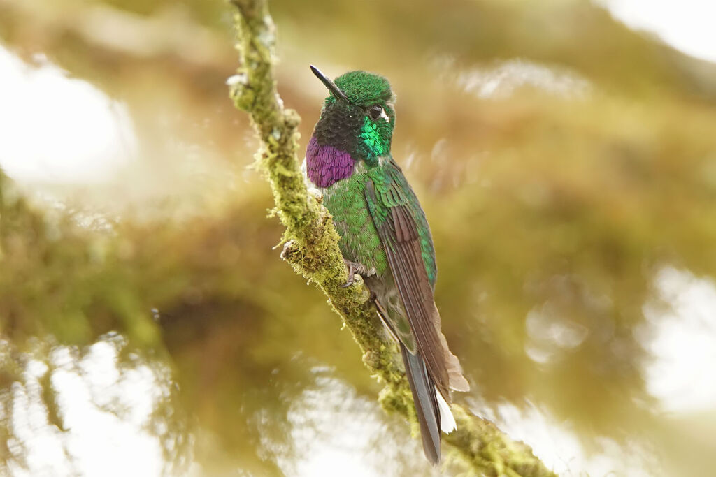 Colibri de Benjamin mâle