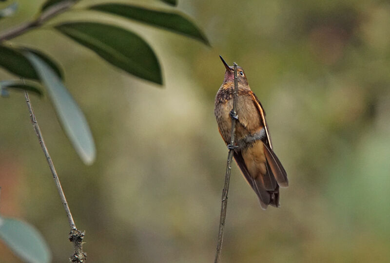Colibri étincelant