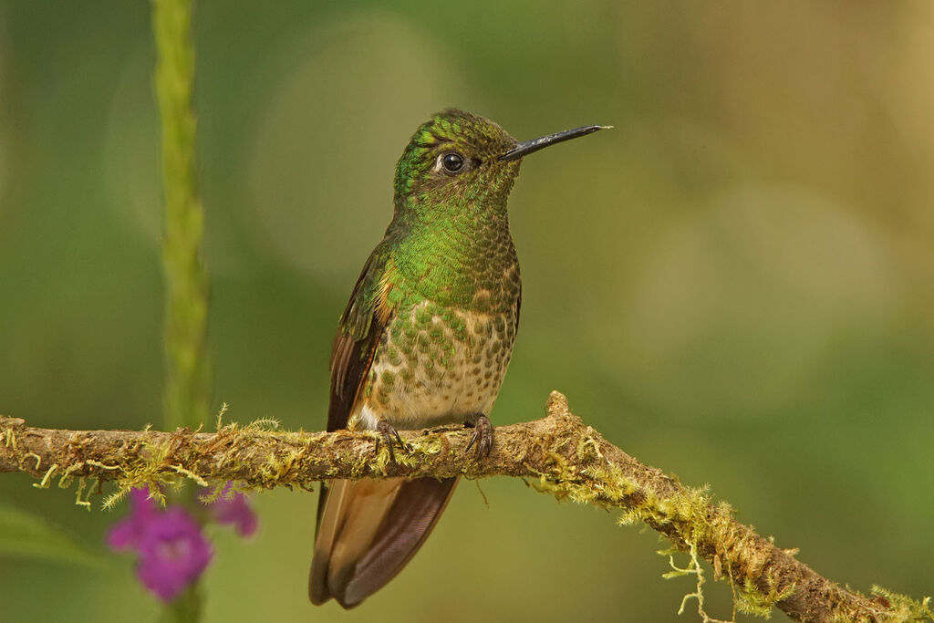 Buff-tailed Coronet
