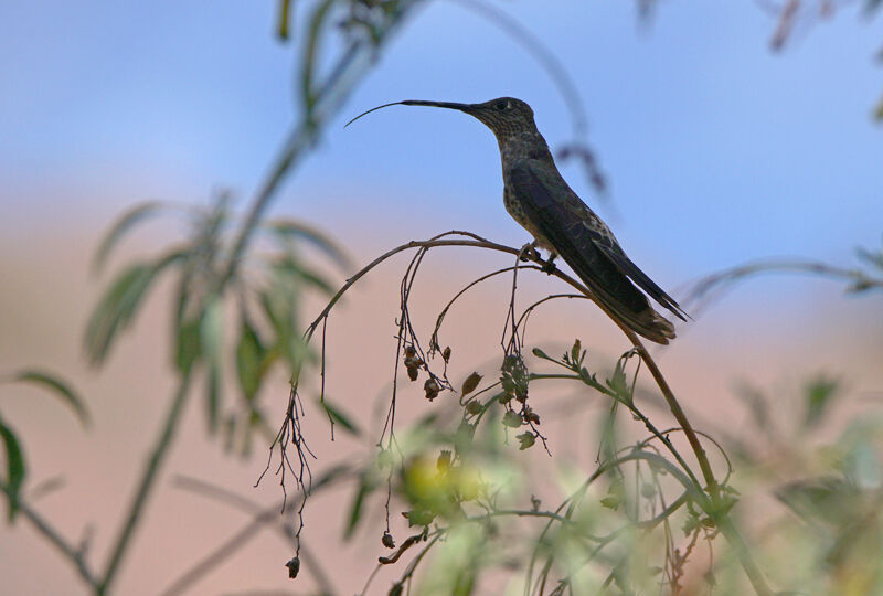 Colibri géant