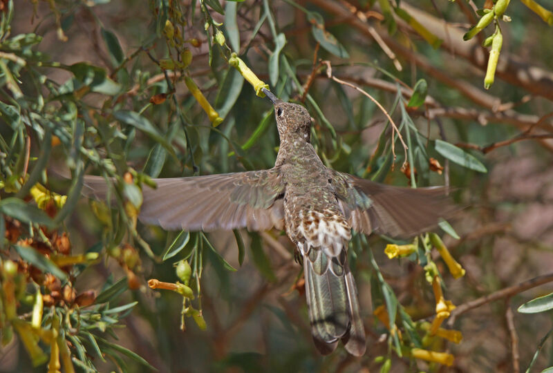 Colibri géant