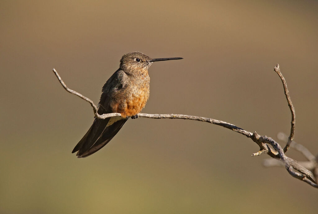 Giant Hummingbird