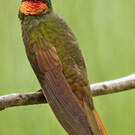 Colibri rubis-émeraude