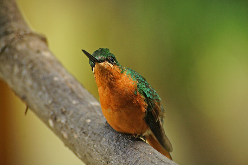 Colibri rubis-émeraude femelle