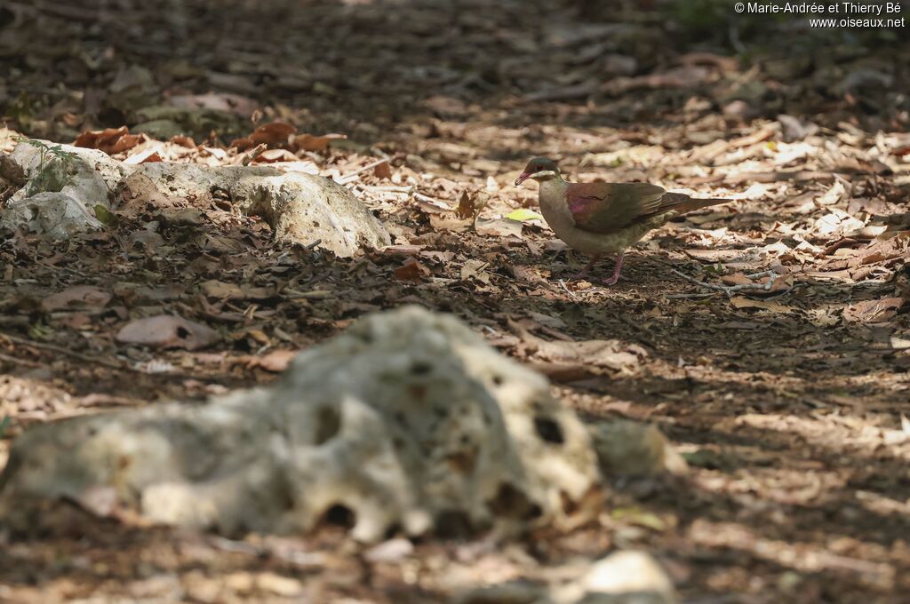 Key West Quail-Dove