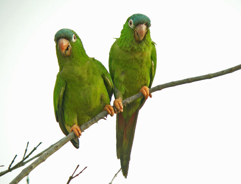 Conure à tête bleue