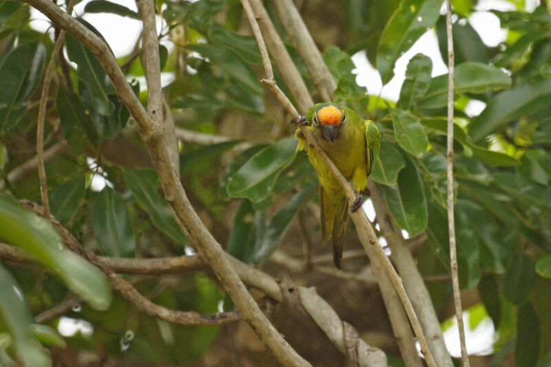 Peach-fronted Parakeet