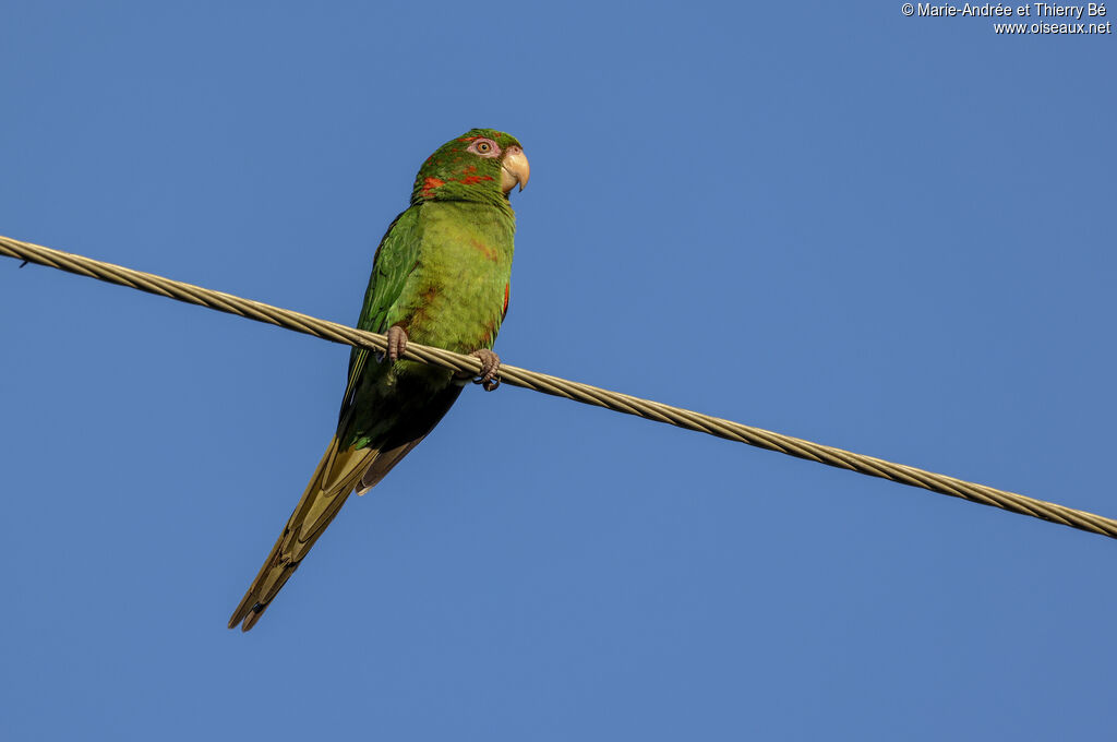 Cuban Parakeet