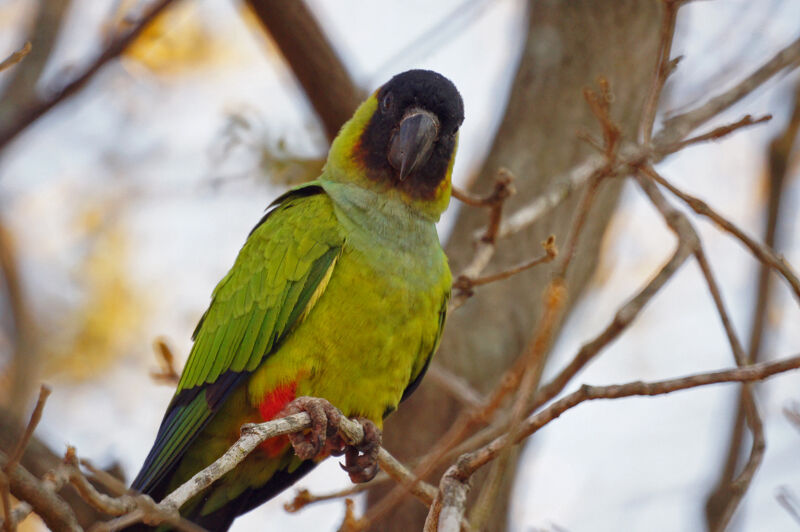 Conure nanday