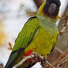 Conure nanday
