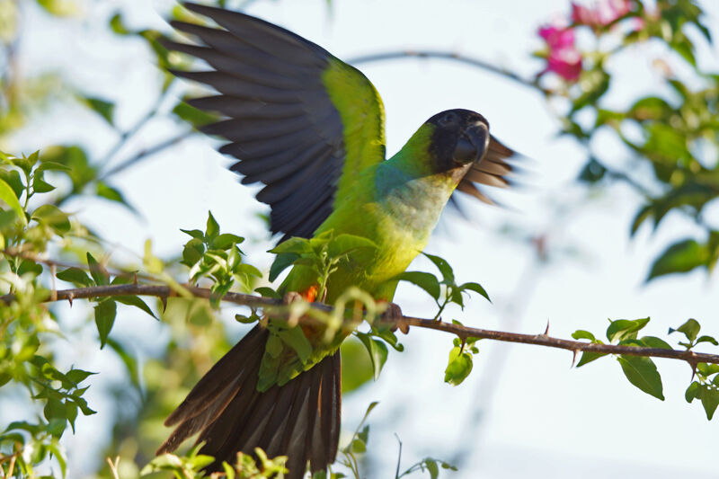 Conure nanday