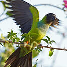 Conure nanday