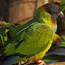 Conure nanday
