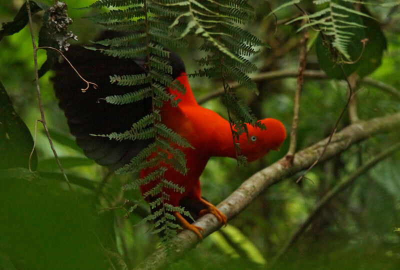 Andean Cock-of-the-rock male