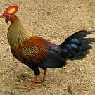 Coq de Lafayette