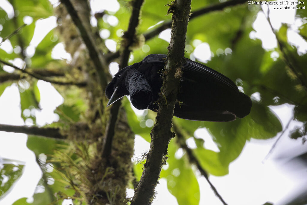 Long-wattled Umbrellabird