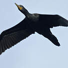 Cormoran à cou brun