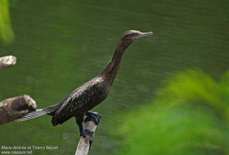 Little Black Cormorantimmature, identification