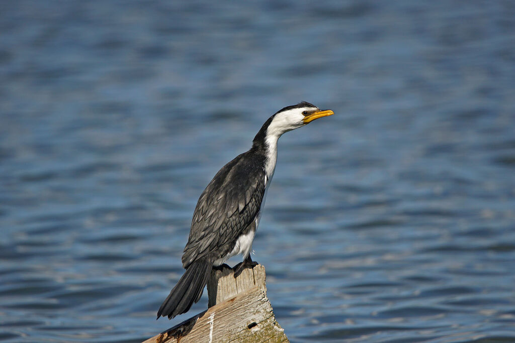 Cormoran pie